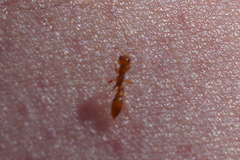Pseudomyrmex simplex