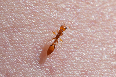 Pseudomyrmex simplex