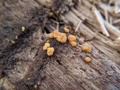 Sphaerosporium lignatile