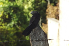 Crotophaga ani
