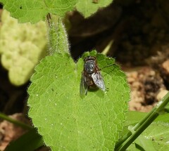Calliphora