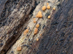 Sphaerosporium lignatile