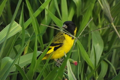 Spinus magellanicus