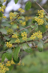 Azara serrata