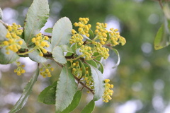 Azara serrata