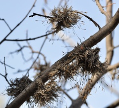 Tillandsia capillaris