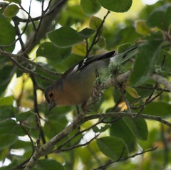 Fringilla coelebs maderensis