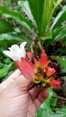 Erythrochiton brasiliensis