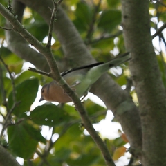 Fringilla coelebs maderensis