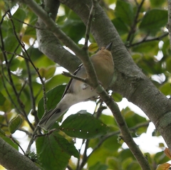 Fringilla coelebs maderensis