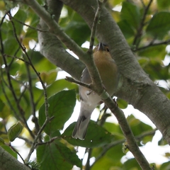 Fringilla coelebs maderensis
