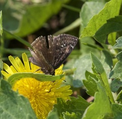 Erynnis persius