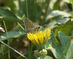 Polites themistocles