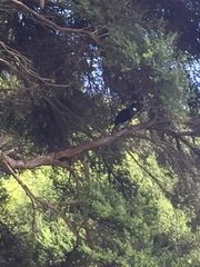 Prosthemadera novaeseelandiae