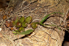 Dendrobium schneiderae