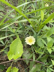 Xenostegia tridentata