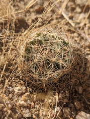Escobaria chlorantha
