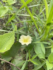 Xenostegia tridentata