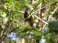 Anthornis melanura