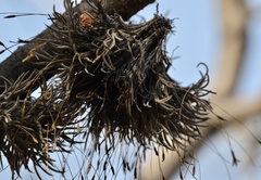 Tillandsia capillaris