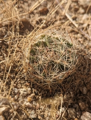 Escobaria chlorantha