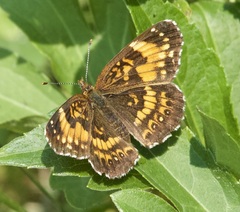 Chlosyne nycteis