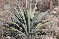 Yucca baccata