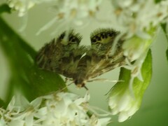 Petrophila fulicalis