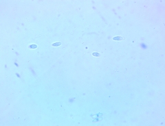 Ionomidotis irregularis