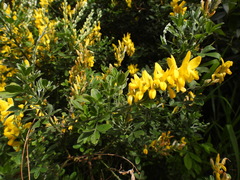Genista stenopetala