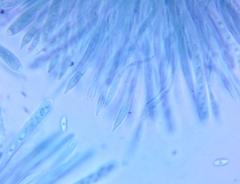 Ionomidotis irregularis