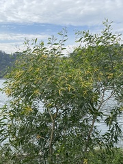 Acacia auriculiformis