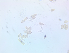 Ionomidotis irregularis