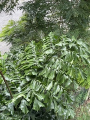 Caryota mitis