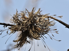 Tillandsia capillaris