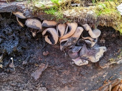 Ionomidotis irregularis