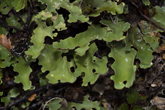 Pseudocyphellaria homoeophylla
