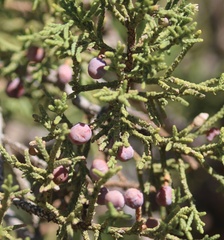 Juniperus arizonica