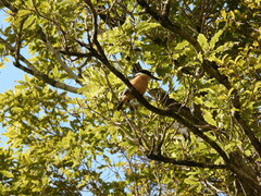 Todiramphus sanctus vagans