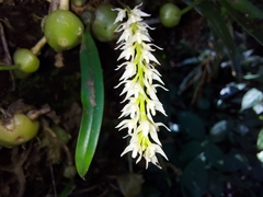 Bulbophyllum parviflorum