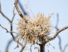 Tillandsia capillaris