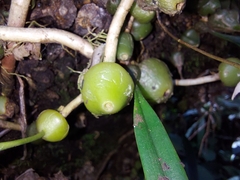 Bulbophyllum parviflorum