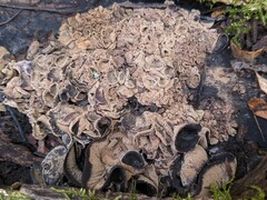 Ionomidotis irregularis