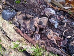 Ionomidotis irregularis