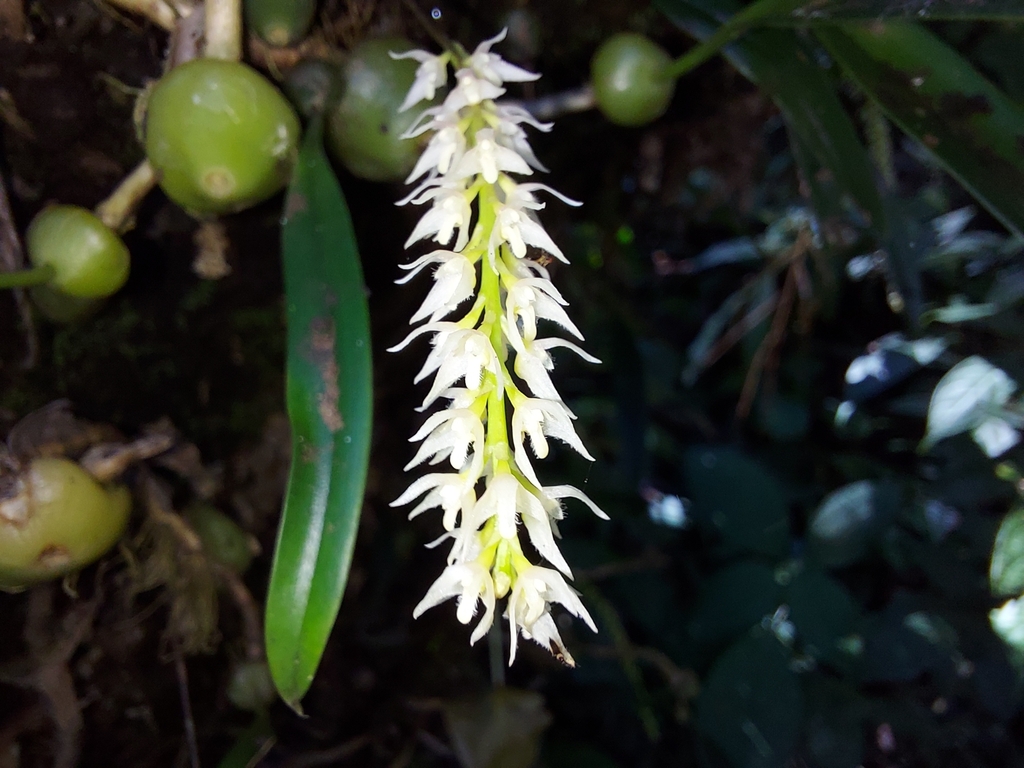 Bulbophyllum parviflorum