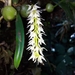 Bulbophyllum parviflorum - Photo (c) Phuentsho,  זכויות יוצרים חלקיות (CC BY-NC), הועלה על ידי Phuentsho
