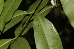 Baloghia inophylla