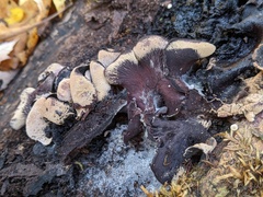 Ionomidotis irregularis