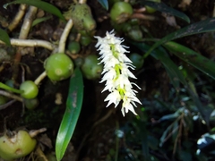 Bulbophyllum parviflorum