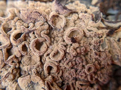 Ionomidotis irregularis